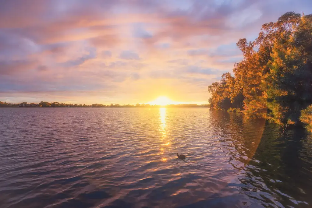 SUN0942 - Duck Spot