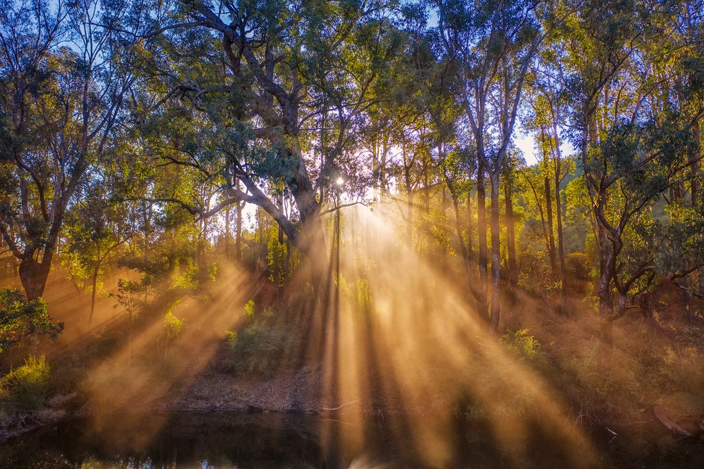 SUN0948 - Forest Rays (Fine Art Print - Rolled, 45cm x 30cm)