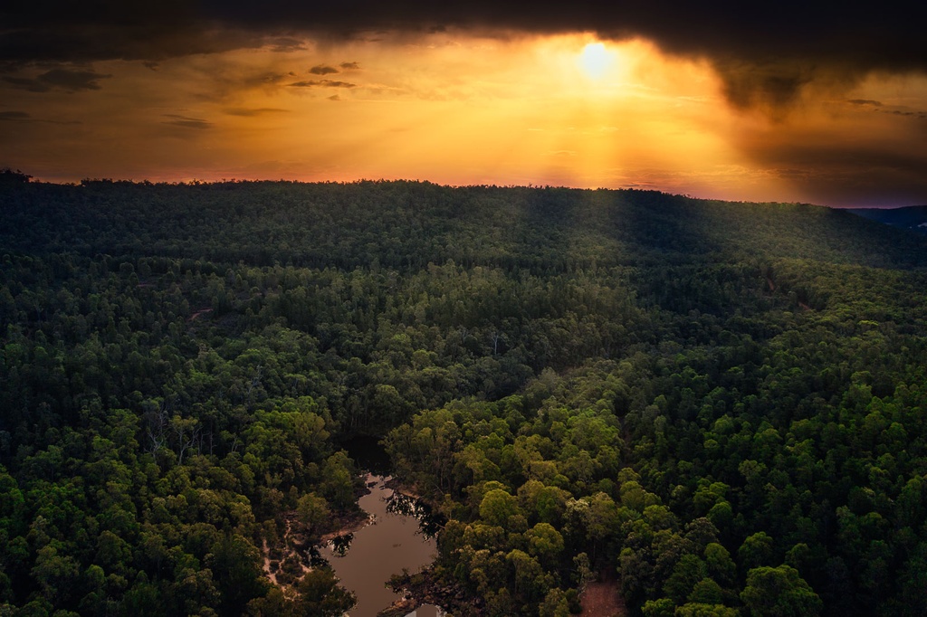 SUN0983 - Forest Love (Fine Art Print - Rolled, 45 x 30cm)