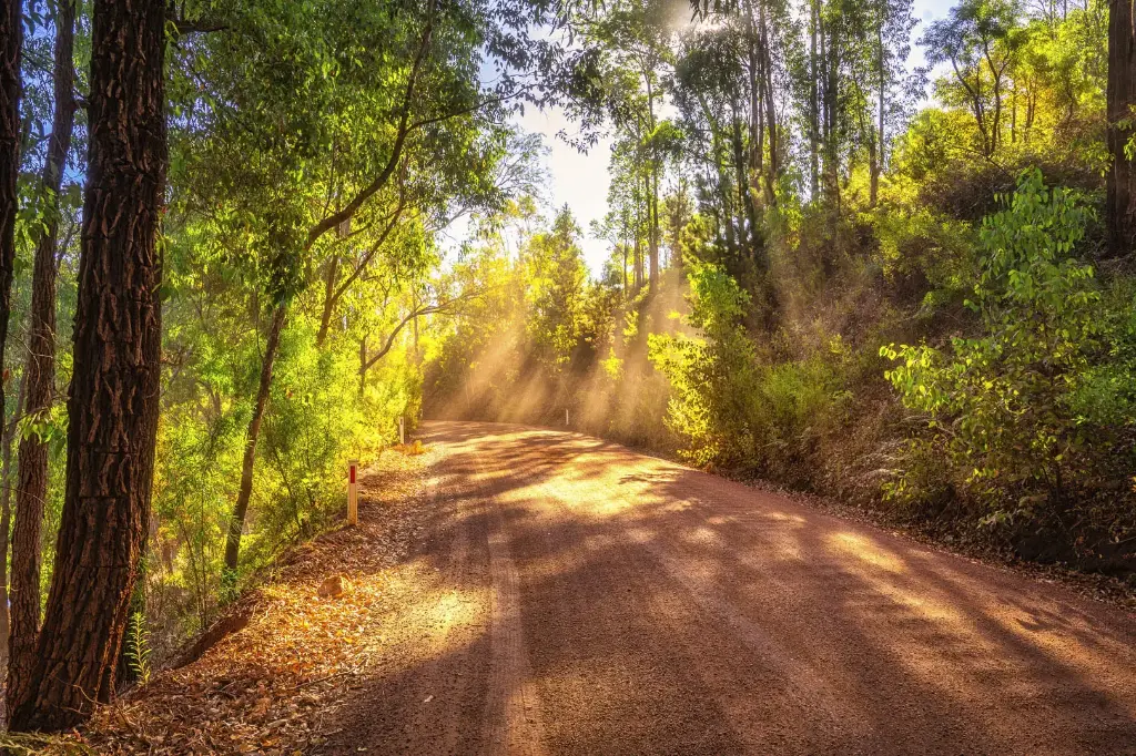 SUN0990 - Beaming Forest