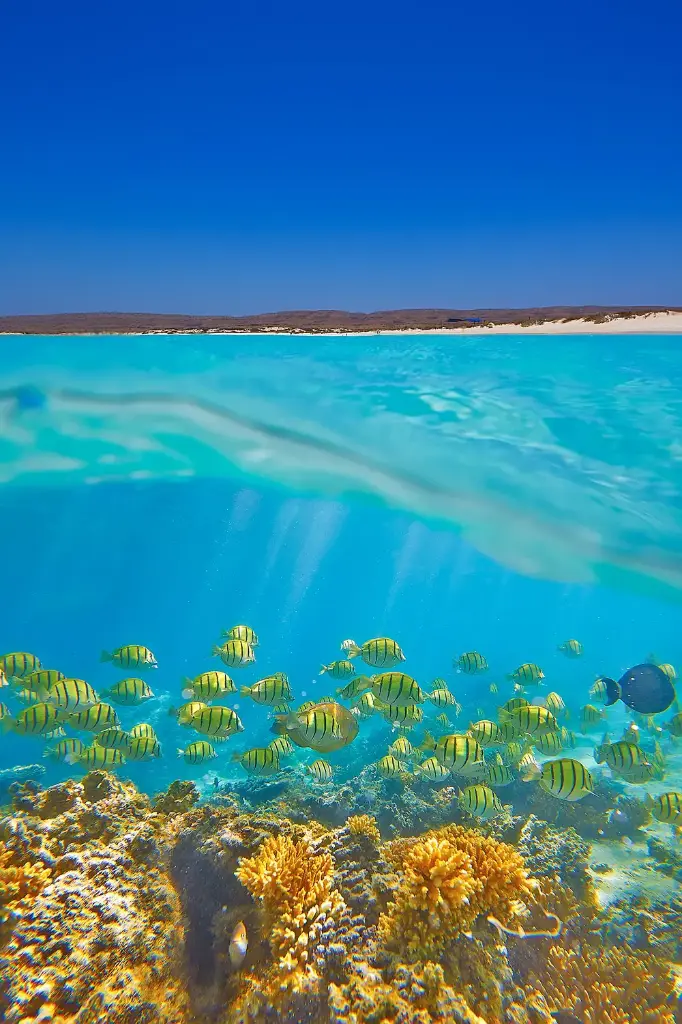 SUN0064 - Ningaloo Life