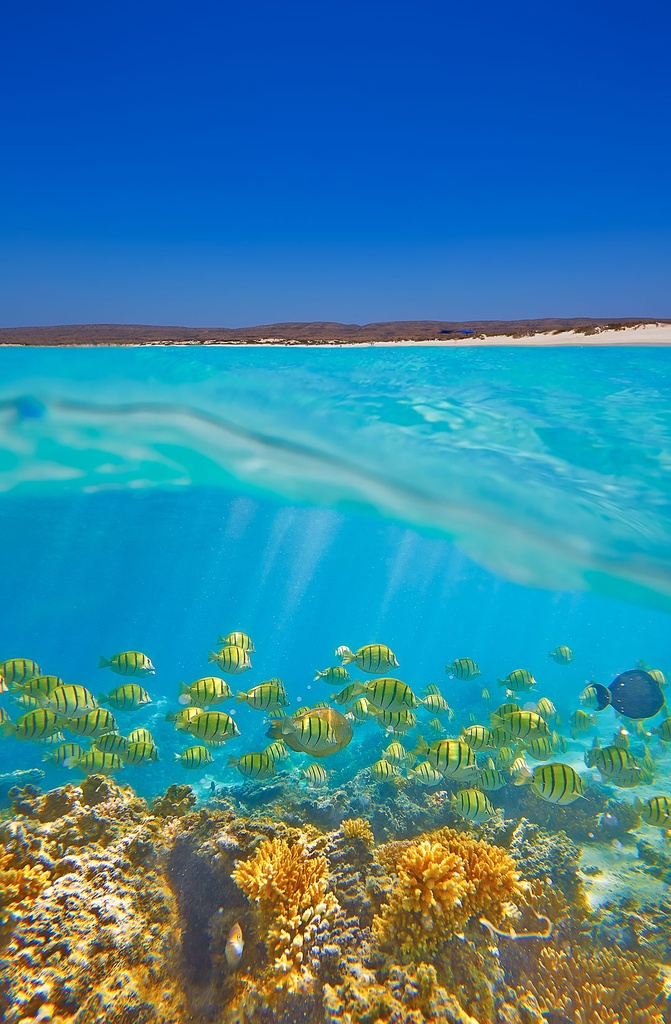 SUN0064 - Ningaloo Life (Fine Art Print - Rolled, 45 x 30cm)