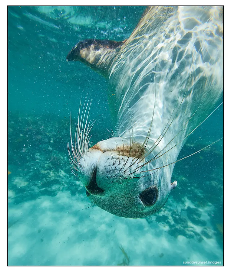SUN0166 - Jurien Bay Sealion