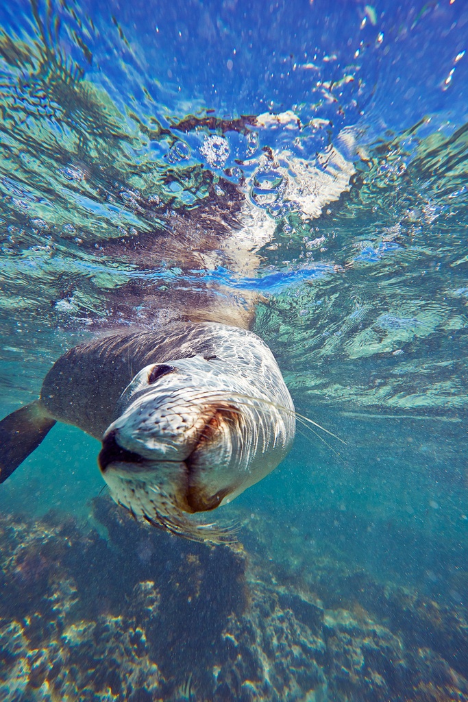 SUN0109 - Jurien Bay Sealion