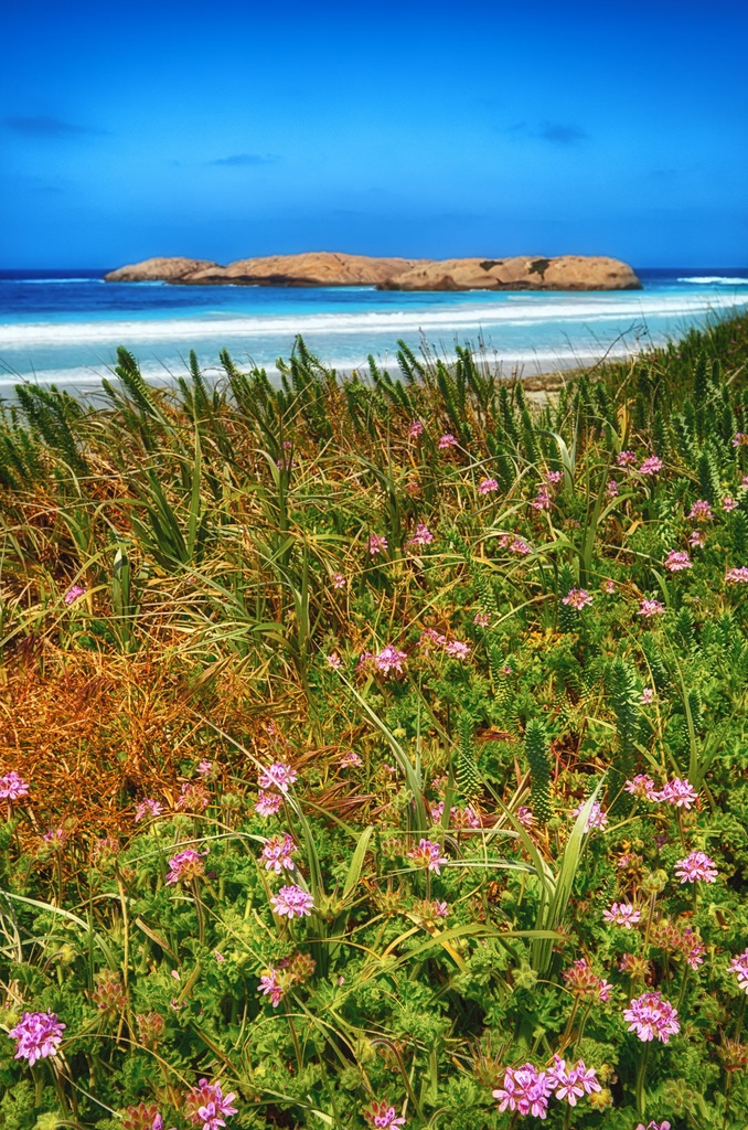 SUN0223 - Twilight Beach Wildflowers (Fine Art Print - Rolled, 45cm x 30cm)