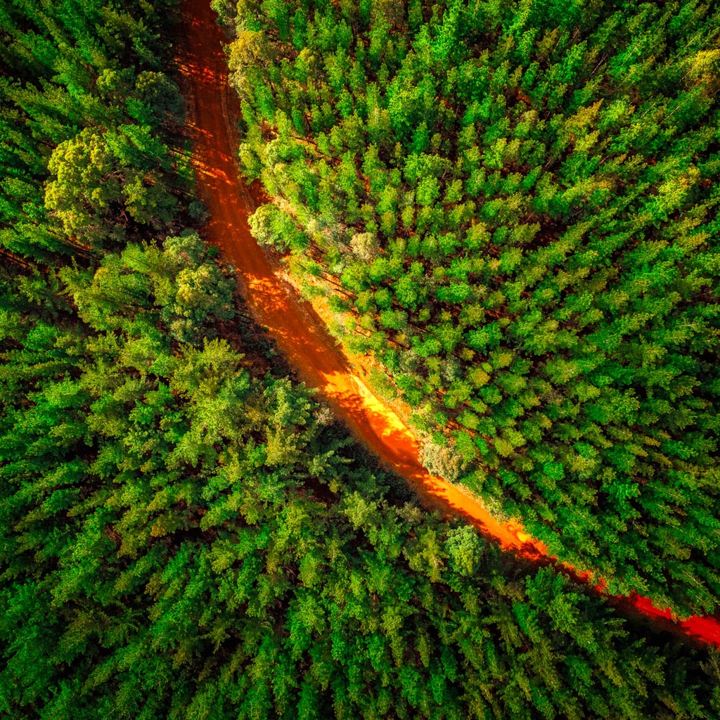 SUN1027 - Pine-O-Curve (Fine Art Print - Rolled, 40 x 40cm)