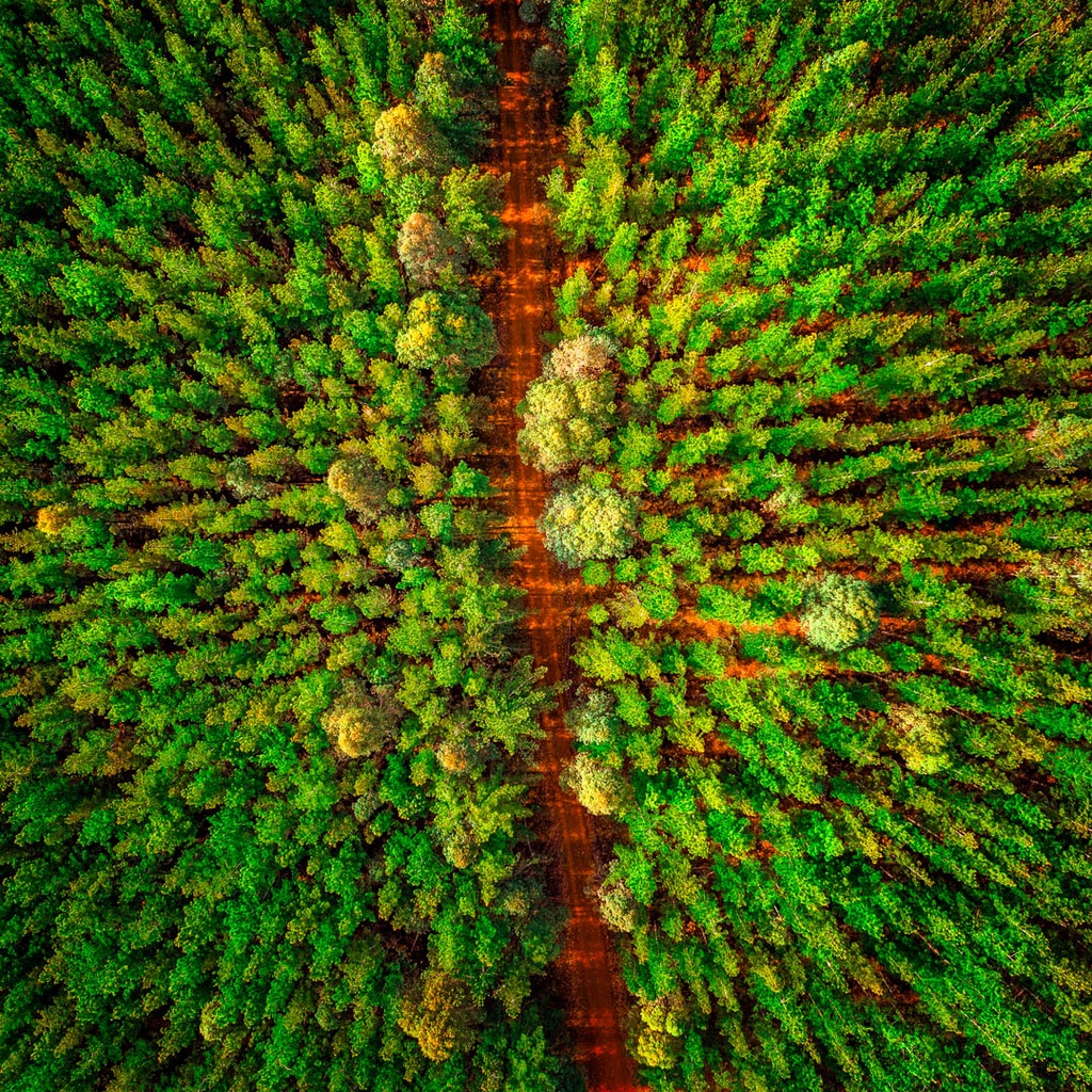 SUN1026 - Pine-O-Line (Fine Art Print - Rolled, 40 x 40cm)