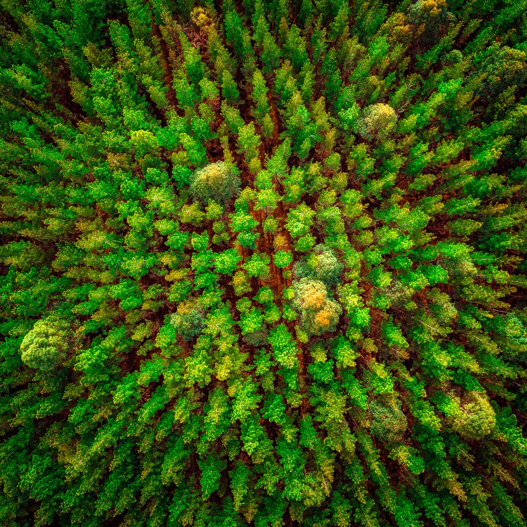 SUN1025 - Pine-O-Clean (Fine Art Print - Rolled, 40 x 40cm)