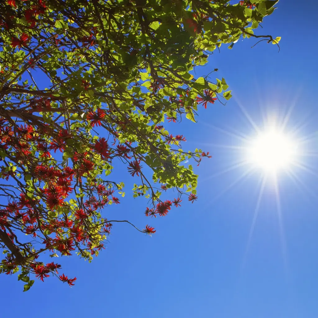 SUN0353 - Scarborough Tree (Fine Art Print - Rolled, 40cm x 40cm)