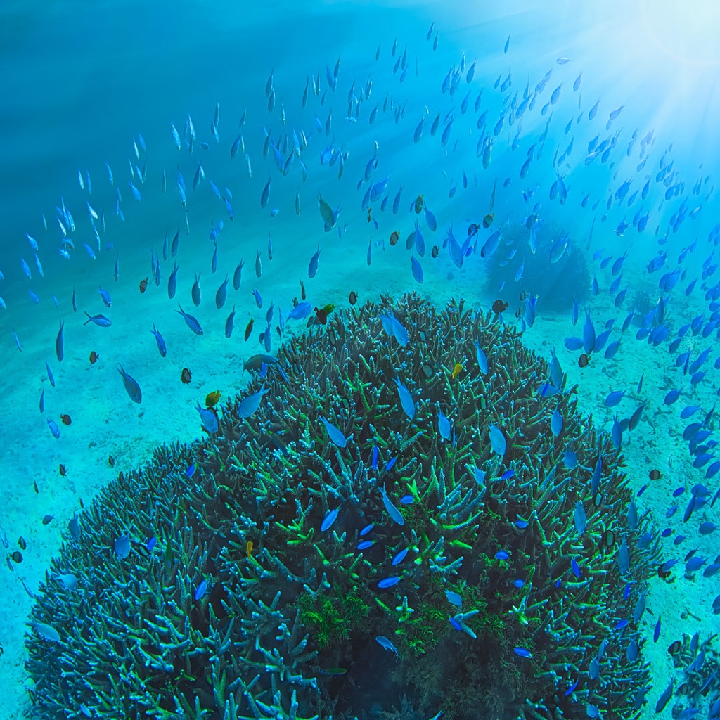 SUN385 - Ningaloo Bombie (Fine Art Print - Rolled, 40cm x 40cm)