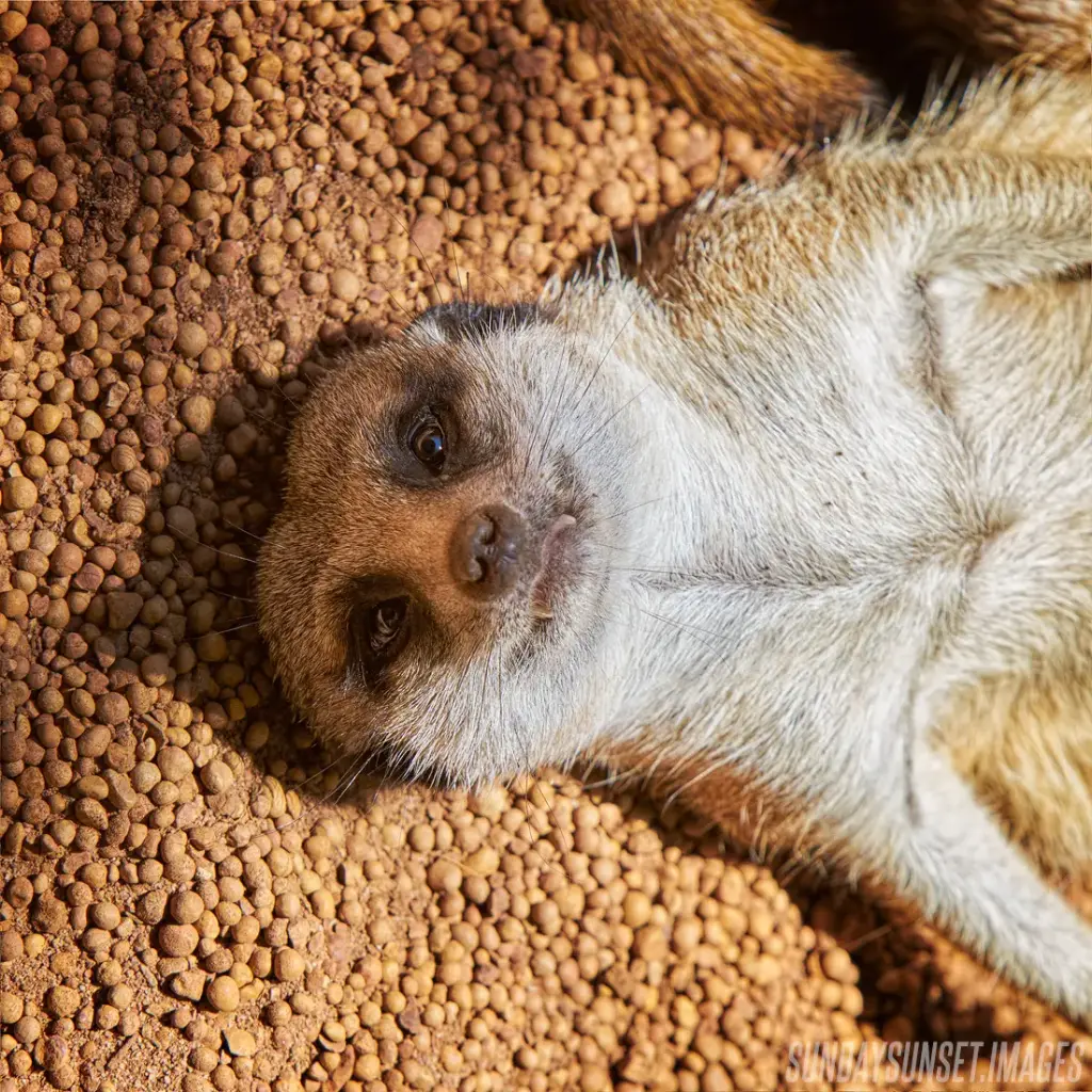 SUN0421 - Meerkat