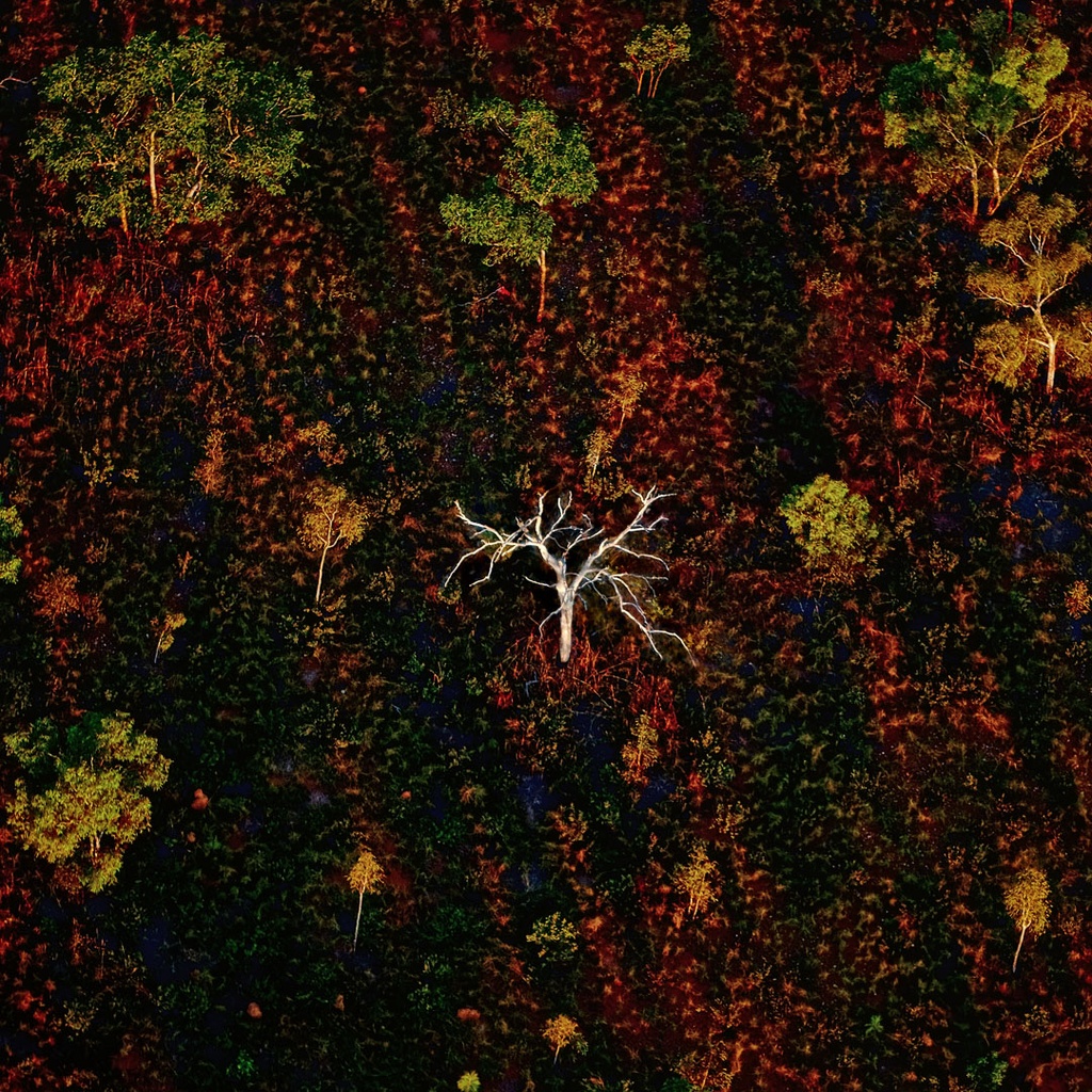 SUN0497 - Kimberley Tree (Fine Art Print - Rolled, 40cm x 40cm)