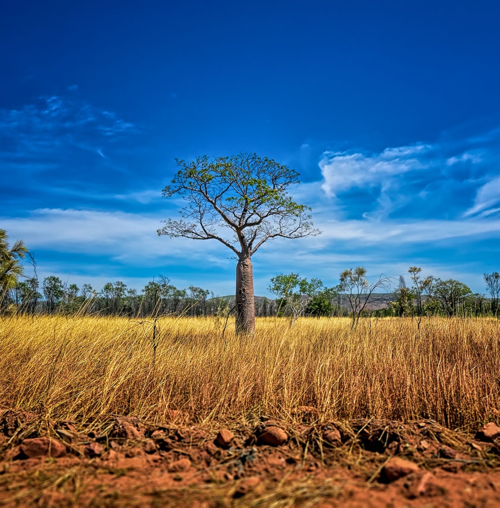 SUN0507 - Kimberley Boab (Fine Art Print - Rolled, 40cm x 40cm)