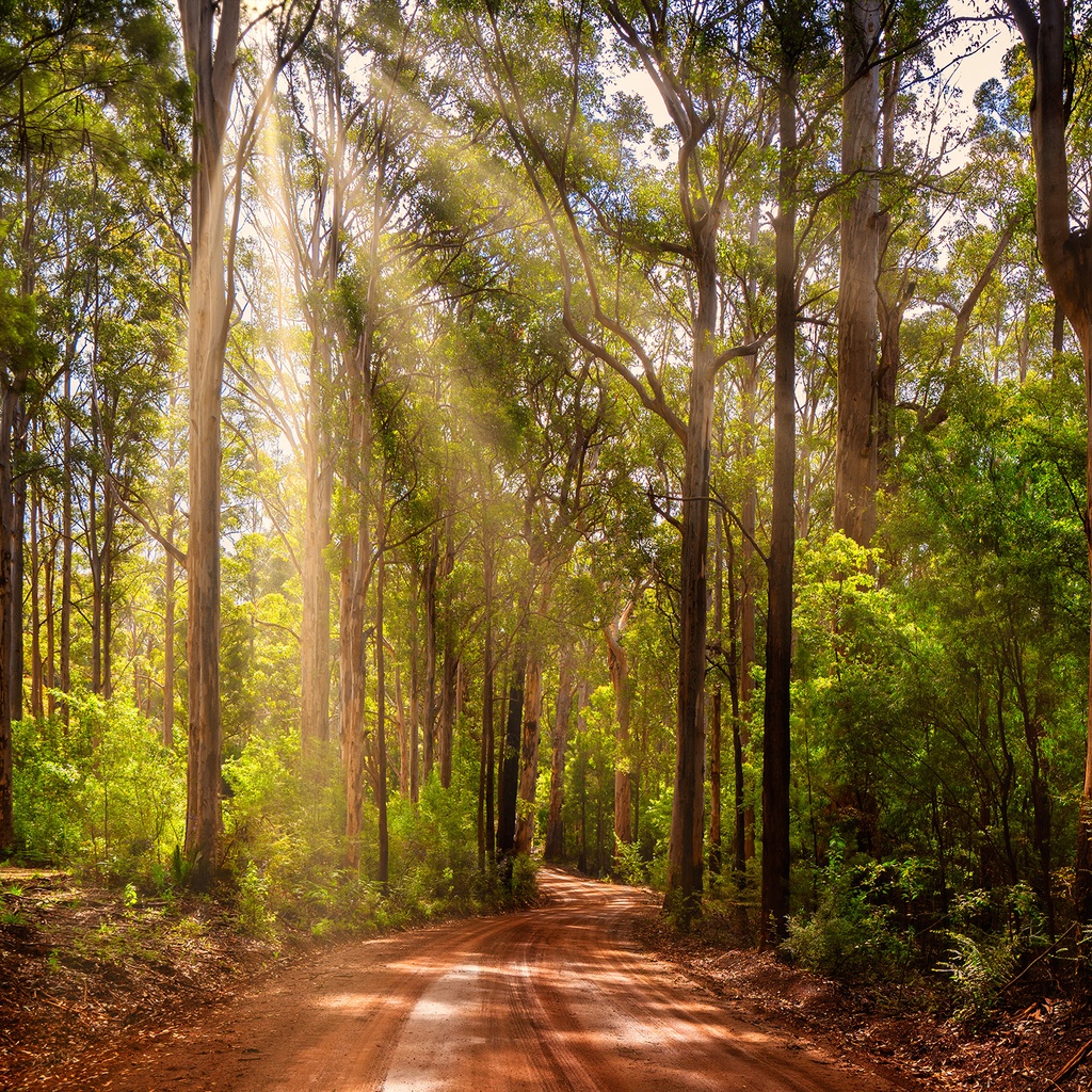 SUN1036 - Pemberton Rays (Fine Art Print - Rolled, 40cm x 40cm)