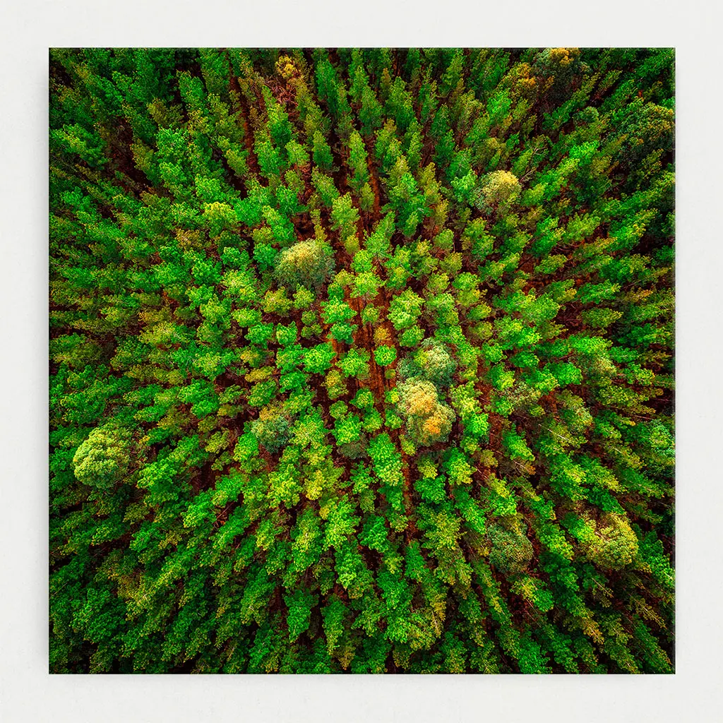 SUN1025 - Pine-O-Clean / 30cm x 30cm Stretched Canvas 