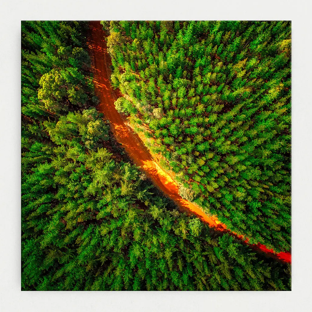 SUN1027 - Pine-O-Curve / 30cm x 30cm Stretched Canvas