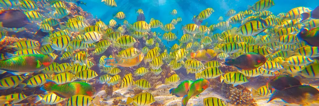 SUN0257 - Ningaloo Traffic