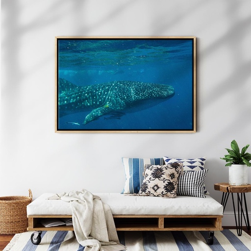 SUN0154 - Whale Shark