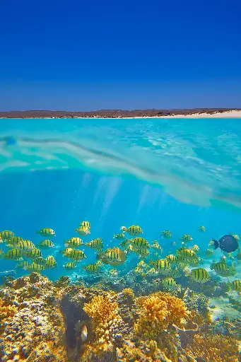 SUN0064 - Ningaloo Life