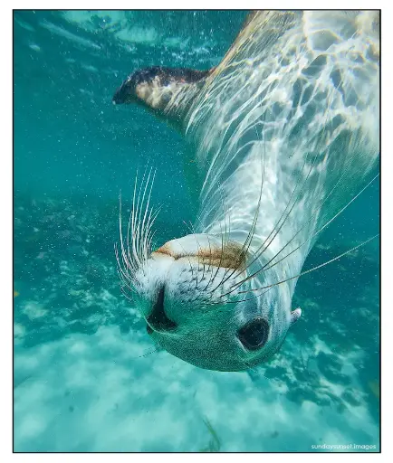 SUN0166 - Jurien Bay Sealion
