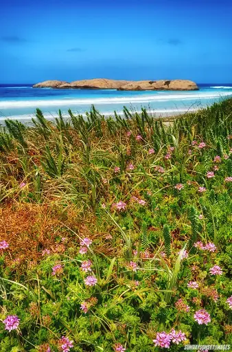 SUN0223 - Twilight Beach Wildflowers