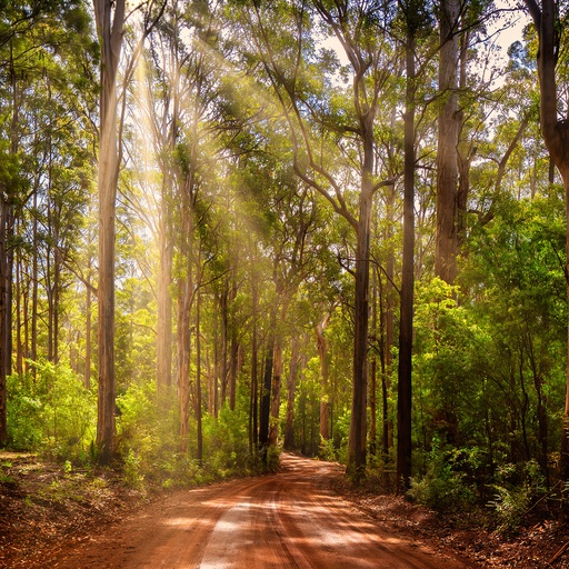 SUN1036 - Pemberton Rays