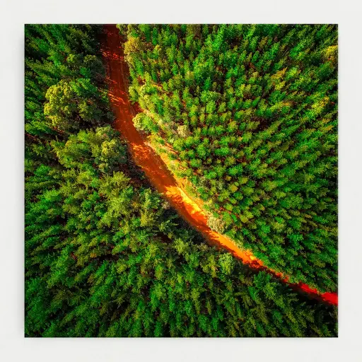[SUN1027-SC-30X30-CM] SUN1027 - Pine-O-Curve / 30cm x 30cm Stretched Canvas